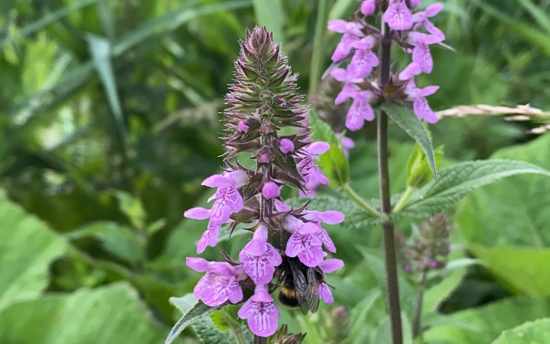 Marsh Woundwort