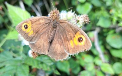 Meadow Brown