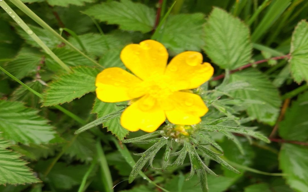 Meadow Buttercup