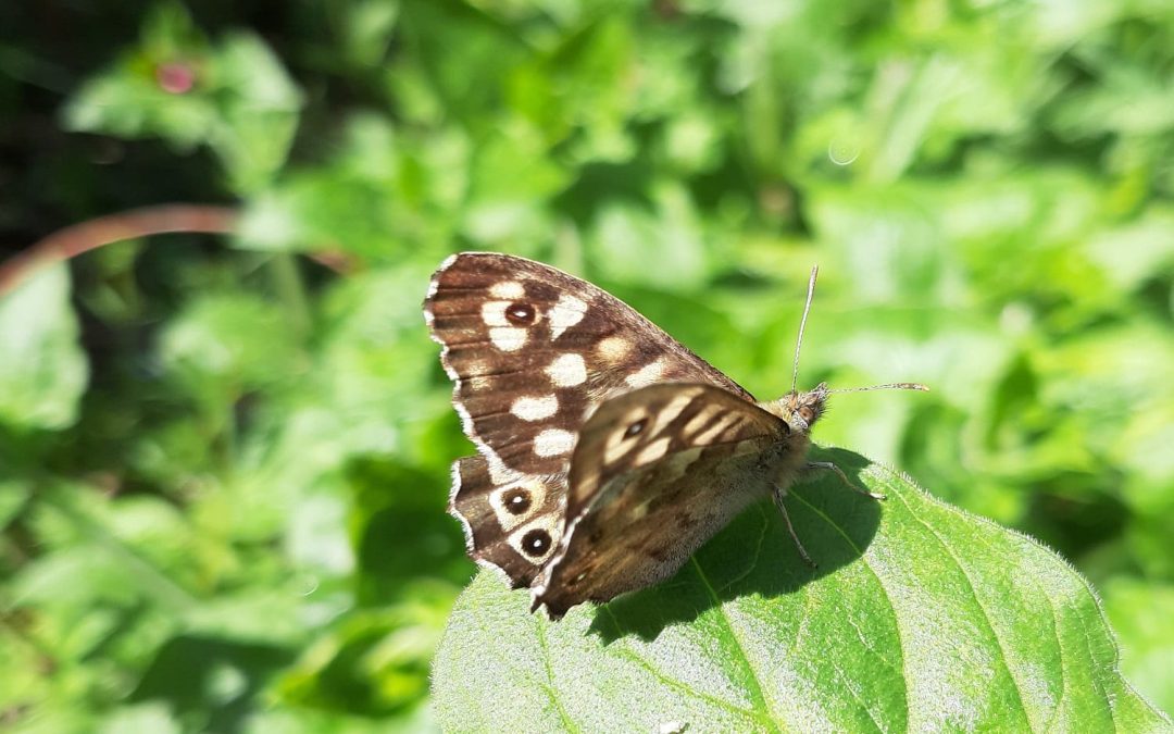 Speckled Wood Butterfly