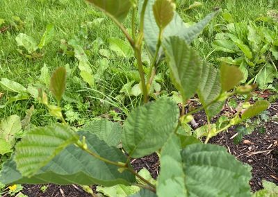 A young Alder sapling in the pocket forest in Ardclough