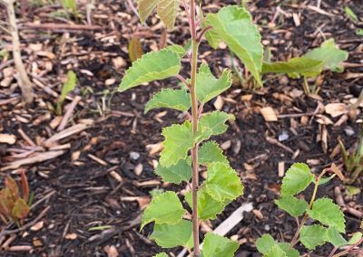 A young Birch sapling in the pocket forest in Ardclough