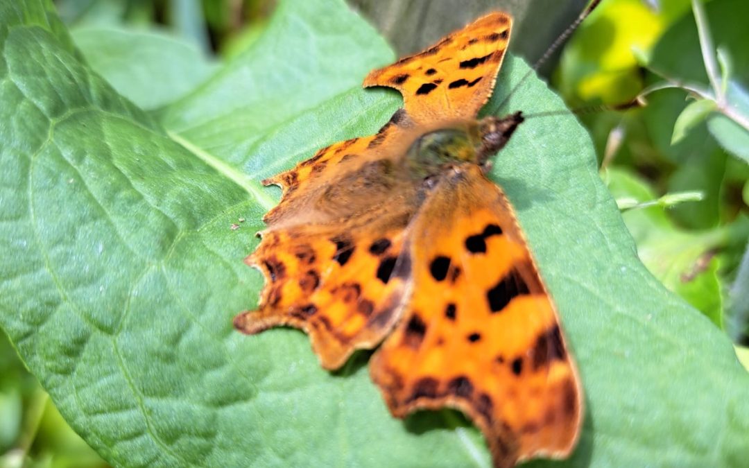 Comma Butterfly