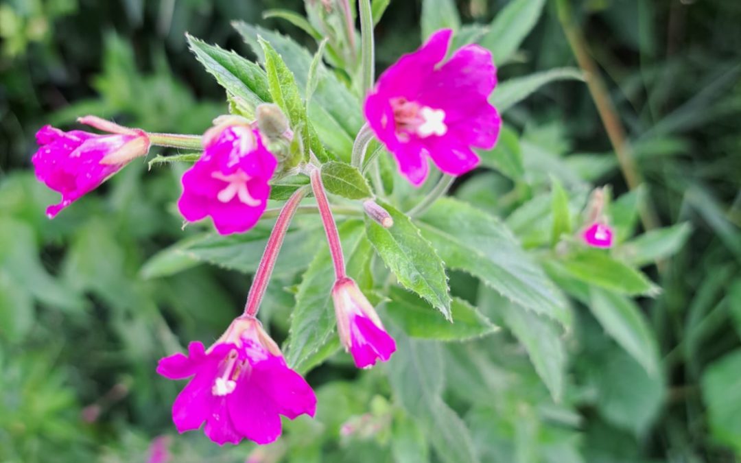 Great Willowherb