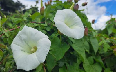 Hedge Bindweed