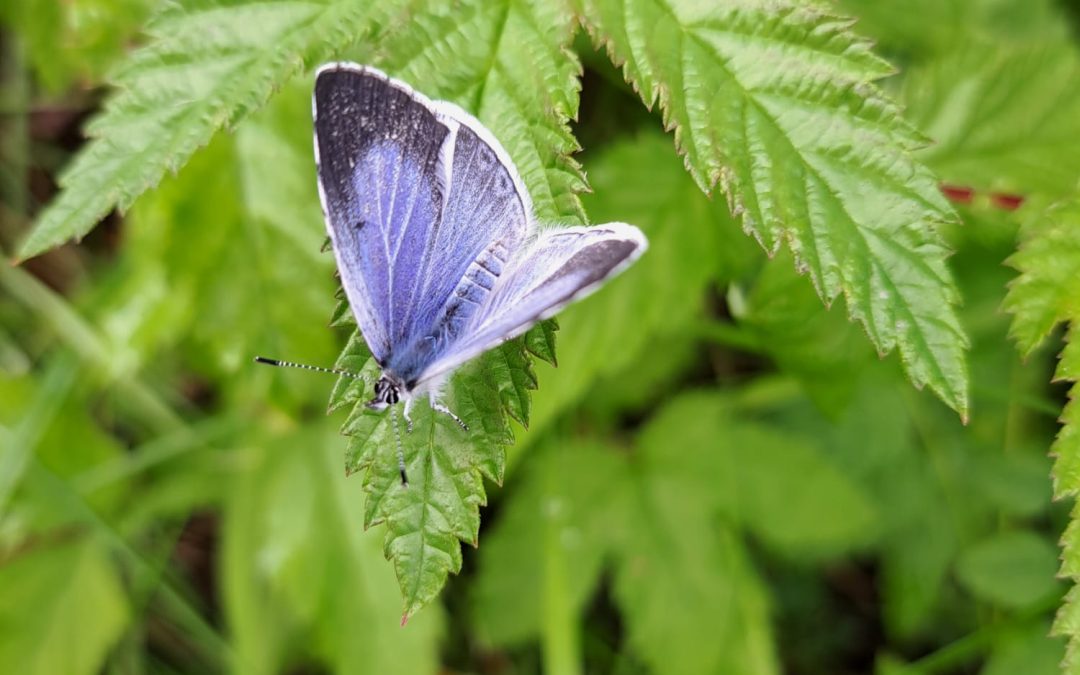 Holly Blue Butterfly