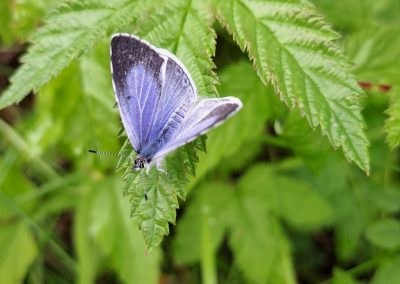 Holly Blue Butterfly