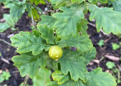 Oak Marble Gall