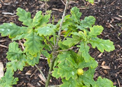 A young Oak sapling in the pocket forest in Ardclough