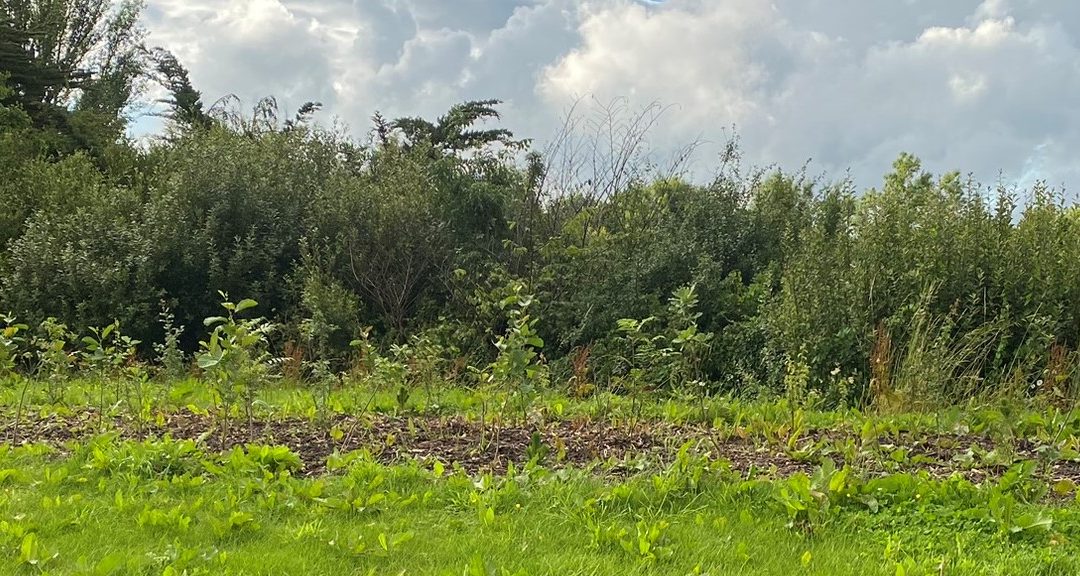 Pocket Forest in Ardclough