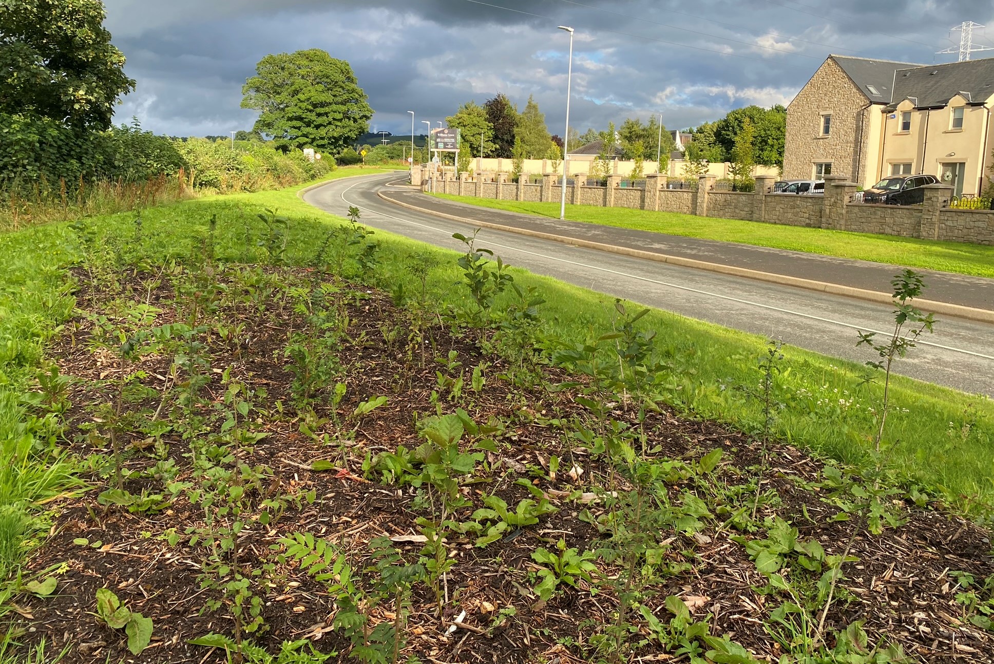 The young pocket forest in Ardclough