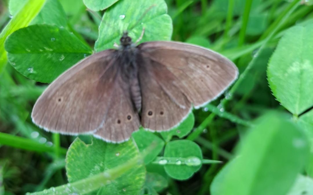 Ringlet Butterfly