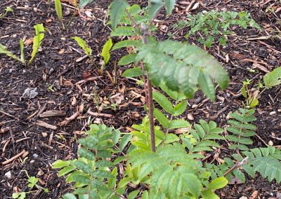 A young Rowan sapling in the pocket forest in Ardclough