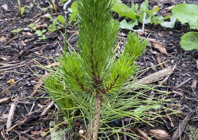 Scots Pine