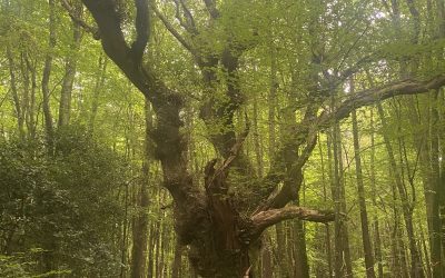 Trees on the Land