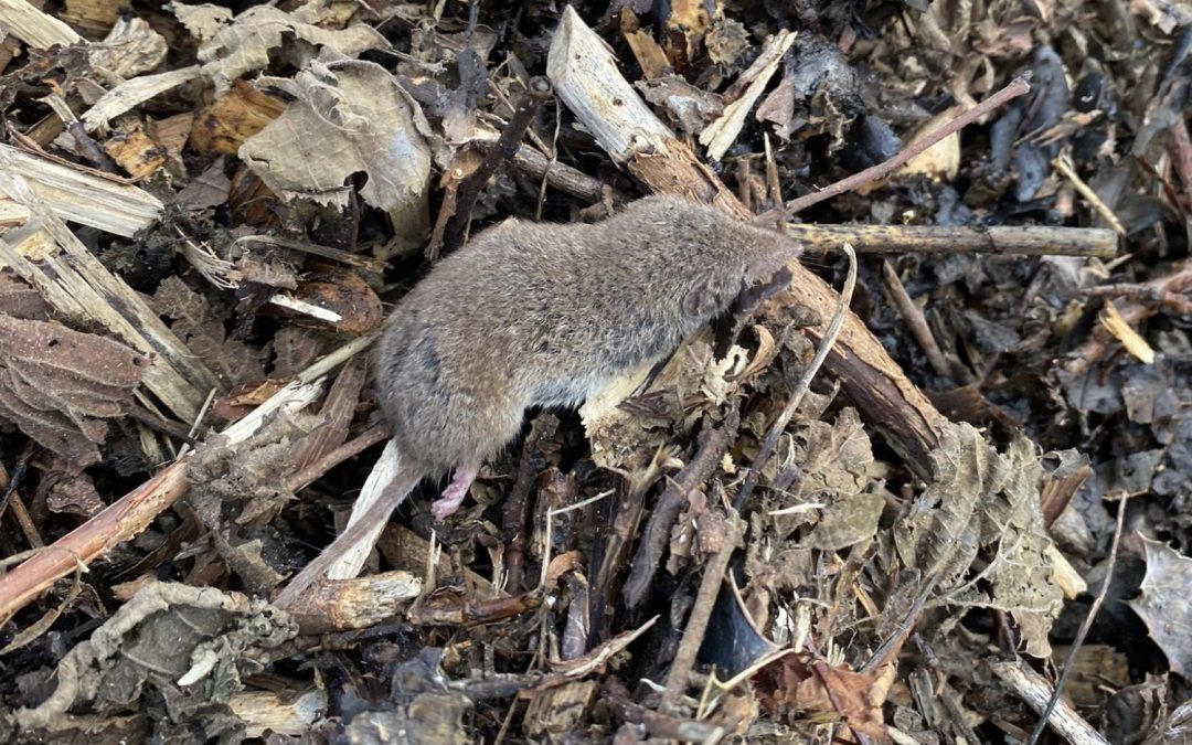 Greater White-Toothed Shrew in Ardclough in April 2023