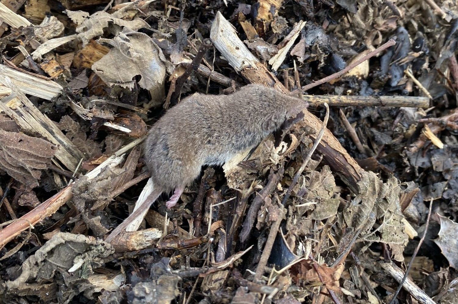 Greater White-Toothed Shrew in Ardclough in April 2023