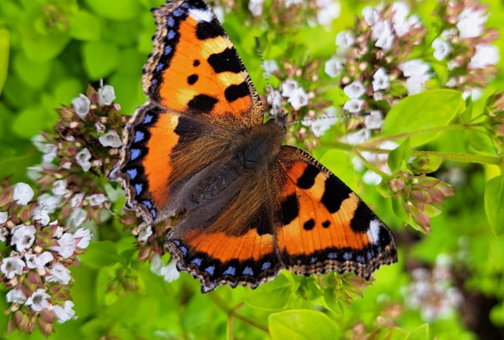 Small Tortoiseshell Butterfly