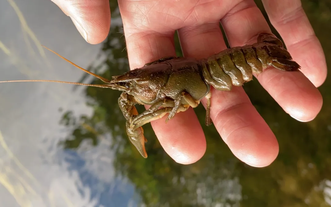 A White-clawed Crayfish, held up for the camera in an open hand