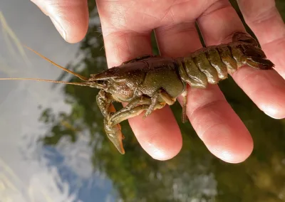 A White-clawed Crayfish, held up for the camera in an open hand