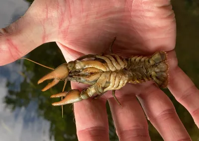 A white-clawed crayfish, held up for the camera in the palm of the hand, showing the underside.