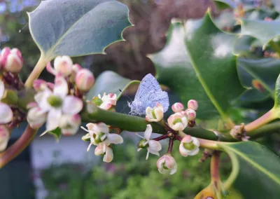 Holly Blue Butterfly laying eggs on holly