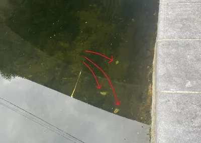 Chicken pieces in the Grand Canal at Ponsonby Bridge